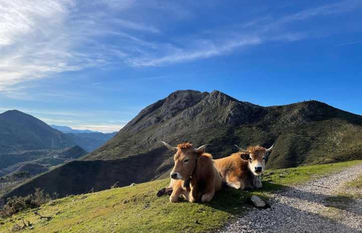 Asturias aumenta hasta los nueve millones las ayudas al desarrollo de empresas agroalimentarias y forestales