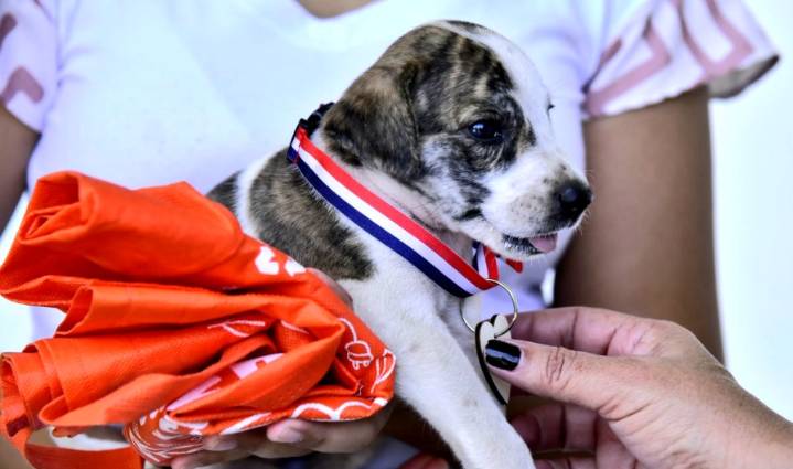 Alcaldía de Valledupar realizará Caminata Canina y Jornada de Adopción para proteger animales del antiguo IDEMA