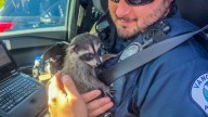Vancouver police rescue baby raccoon kept illegally as pet