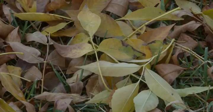 Edmonton’s annual fall yard waste collection to begin next week