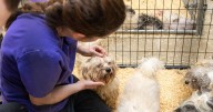 100+ dogs rescued from toxic conditions in Plymouth County