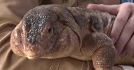 Spock's Sanctuary helps Animal Rescue League of Iowa build reptile response skills