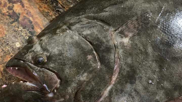 See a big catch on the first day of flounder season in NC