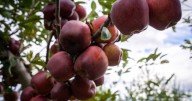 Apple growers anticipate a sweet crop for picking this season despite NH’s drought