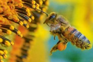 Superalimento creado para salvar a las abejas