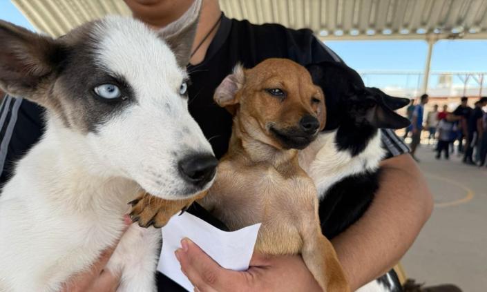 ¡Prepárate! Mañana anunciarán campaña de esterilización gratuita