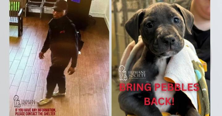 Search on for man caught on video taking puppy from Humane Society of Broward County, authorities say