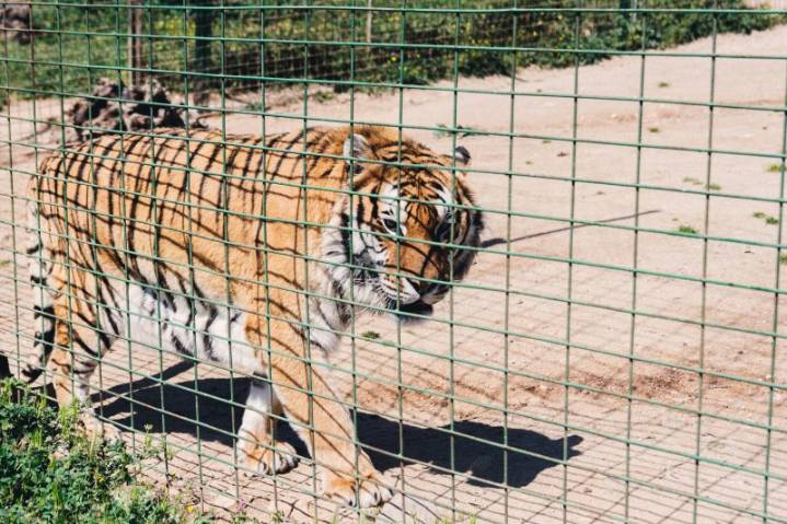 Oklahoma tiger caretaker killed at animal preserve