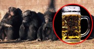 Chimpancés beben el equivalente a medio litro de cerveza al día, según un estudio científico