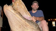 Huge, 13-foot alligator caught in Ross Barnett Reservoir
