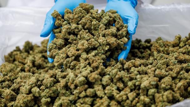 Un extracto de cannabis no adictivo puede ayudar a reducir el dolor lumbar crónico