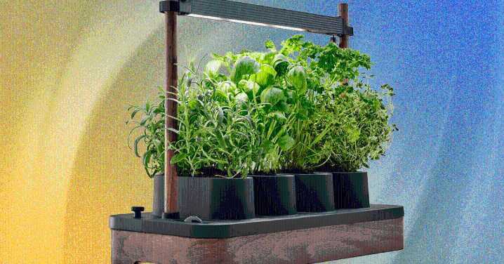 The Auk Mini Herb Garden Is the Perfect Cooking Companion