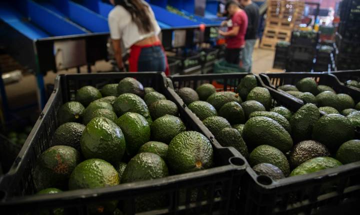 La razón por la que debes comer al menos un aguacate a la semana