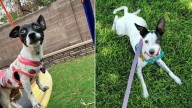 Nevada Rescues Work Nonstop To Reunite Beloved Dog Siblings Long After Separation