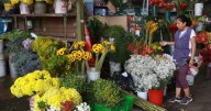 Clausuran mercado de flores en el Rímac antes del Día de la Primavera y pérdidas llegan a S/20 mil: ¿qué dice la municipalidad sobre esta medida?