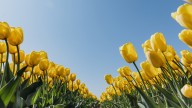 The Massive Garden In Amsterdam Featuring Over 7 Million Gorgeous Blooms