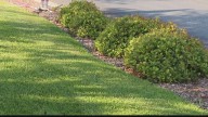 How to transition your Bermuda lawn to winter rye in Arizona