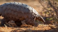 Científicos publican investigación sobre pérdida de especies y entregan importante conclusión: “Extinción masiva”