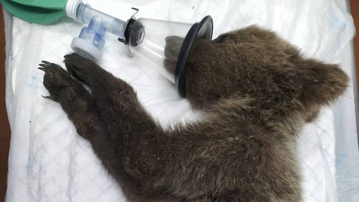 El héroe de los montes: 'Barniedo', el oso que desafía al fuego