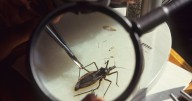 'Kissing bug' disease in the U.S.: Why it's spreading