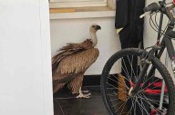 Puertollano | Rescatan a un buitre leonado que apareció ¡en un patio de vecinos!
