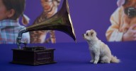 Dancing dogs and boogying birds take over London — Science shows pets have favourite tunes