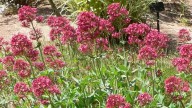 En el campo te paras a echarle fotos, pero es una de las especies invasoras más extendidas en las Islas Canarias