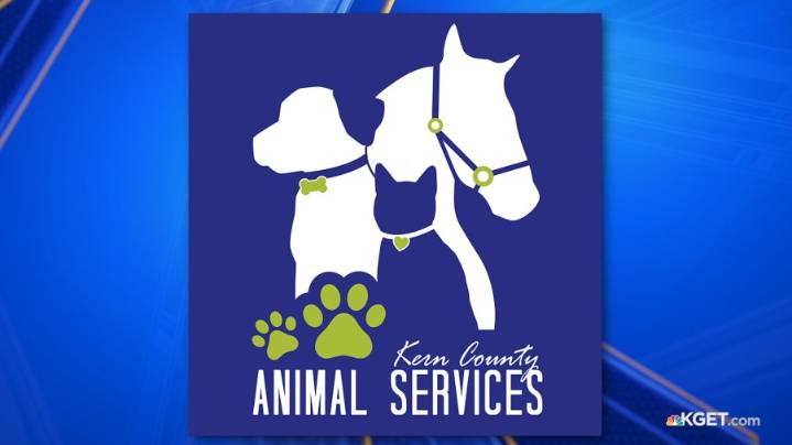 Kern County Animal Services rescues over 50 pigs