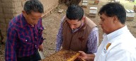 Refuerzan control de la abeja africana