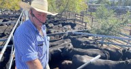 Gloucester store cattle sale September 11, 2025