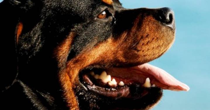Hombre le dispara a su perro en Cabo Rojo
