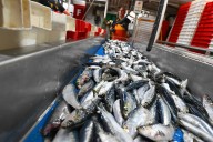 ¿Por qué es bueno comer sardinas de forma habitual y no sólo en verano?