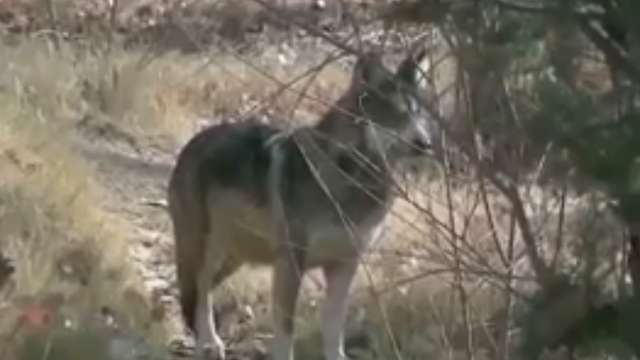 Mexican gray wolf protections challenged in Congress