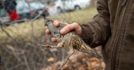 What hunters should know about the 2025 Utah Upland game and migratory game bird hunts