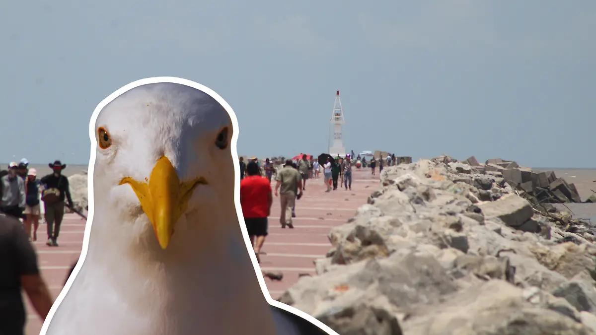 Tras gripe aviar en Matamoros: Ciudad Madero mantiene monitoreo preventivo en aves de Playa Miramar