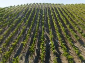 Trump tariffs have ‘real impacts’ on CA wineries. Will they raise prices?