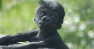 Cheyenne Mountain Zoo asking for your help naming new baby gorilla