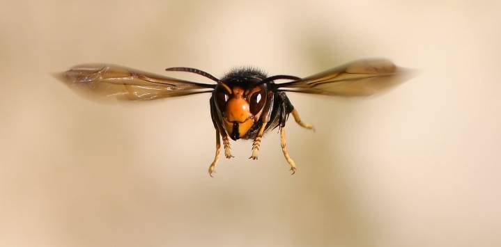 Alertan sobre una invasión de "avispones asesinos" tras descubrir 500 nidos: "Miren sus patas para reconocerlos"