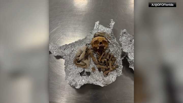 Apparent human remains found during luggage check at Tampa airport: CBP