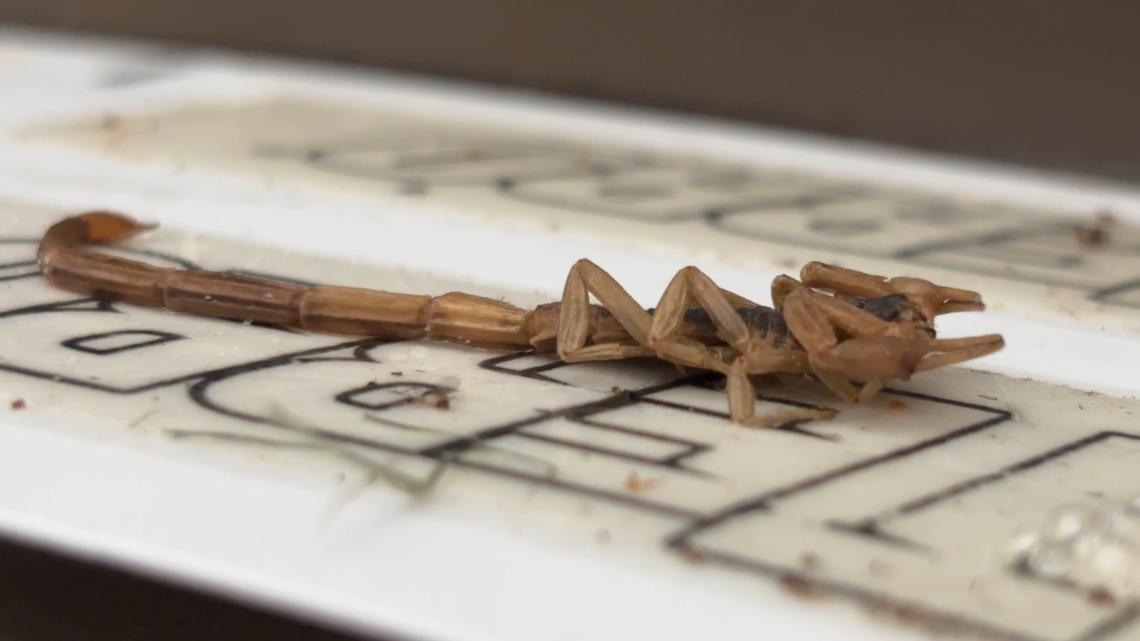 Scorpion surge? Yes, they do call North Texas home - and they're causing issues for homeowners