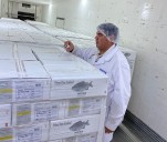 Argentina exportó 8200 kilogramos de carne de pacú desde Chaco a Estados Unidos