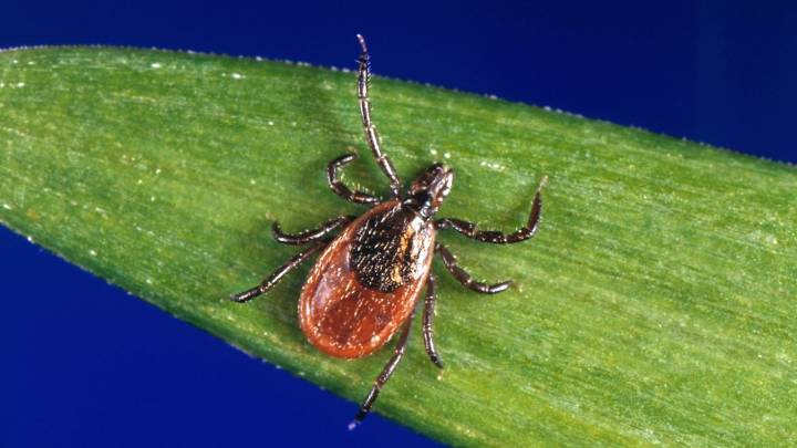 Unproven Lyme disease tests and treatments are proliferating