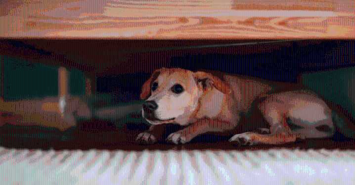 Fiestas patrias 2025: ¿Cómo proteger a tu perrito de la pirotecnia hoy 15 de septiembre?