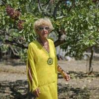 'Last generation': Greek island's fading pistachio tradition