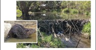 Thornton Creek Alliance to hear from Joe Mouser from Beavers Northwest September 18, 2025