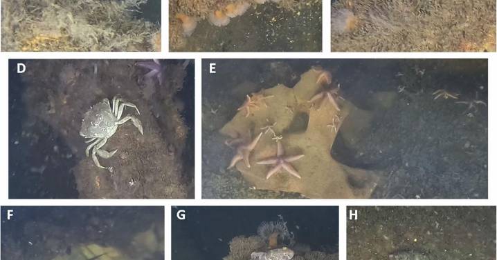 Scientists find marine life thriving on World War II explosives in the Baltic Sea