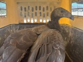 Polluelos de cóndor viajan a Baja California para preparar liberación