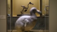 Biotech firm announces ‘pivotal step’ in effort to bring back the dodo