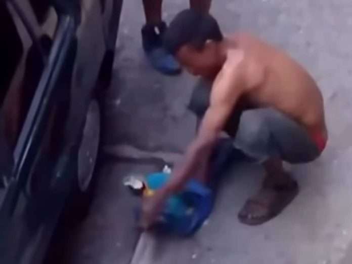 La Fiscalía investiga la supuesta comercialización de guacamayas en Caracas tras un video viral
