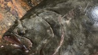 See a big catch on the first day of flounder season in NC